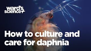 Caring and Culturing for Daphnia [upl. by Haduj]