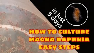 How to Culture Magna Daphnia Easily [upl. by Ares146]