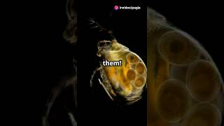 How to culture Daphnia for your Aquarium [upl. by Trocki]