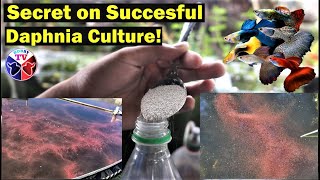 How to Culture Daphnia Successfully [upl. by Lurette]