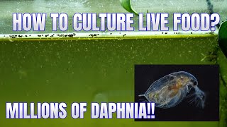 How to Culture Daphnia Secret Method to Breed MILLIONS  Simply Aquatic [upl. by Loree392]