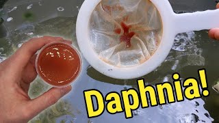 How I Culture Daphnia In Outdoor Tubs [upl. by Klusek]