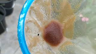 How to culture daphnia moina in a small container Part 1 English Subtitle [upl. by Hindorff]