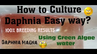 Daphnia MagnaHow to Culture Daphnia Easy wayCulturing Daphnia using Green water Daphnia [upl. by Ynattib]