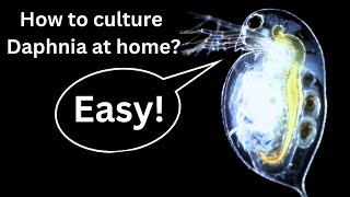 BEST Live Fish Food Beginner guide How to Culture Daphnia at home [upl. by Wash]