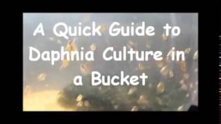 How to culture daphnia outside [upl. by Wun]