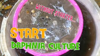 How to culture daphnia moina the easy way 1  Starting the Daphnia culture [upl. by Elodea]