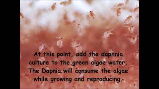 Daphnia  How to grow daphnia in your home [upl. by Hyman]