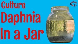 How to Culture Daphnia in a Jar [upl. by Jyoti]