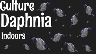 How to Culture Daphnia [upl. by Pfeffer451]