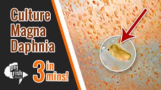 How to culture DAPHNIA MAGNA  The easy way [upl. by Akemat]