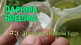 Daphnia Culture made simple and easy 3  Hatching Daphnia eggs [upl. by Fugate]