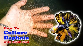 How to Culture Daphnia with ZERO Cost  Unlimited Live Food For Our Fish [upl. by Aser]