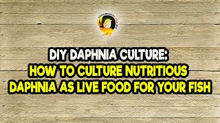 DIY Daphnia Culture How to Culture Nutritious Daphnia as Live Food for Your Fish [upl. by Goober]