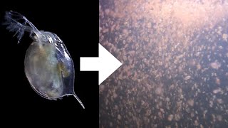 How I Culture Daphnia [upl. by Nosloc255]