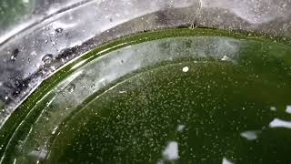 DAPHNIA MOINA CULTURE IN A SMALL BUCKET [upl. by Aynam]