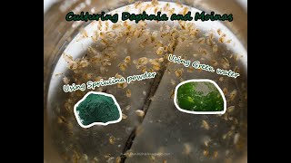 How To Culture Daphnia and Moinas using Green Water Spirulina powder [upl. by Lyrak613]