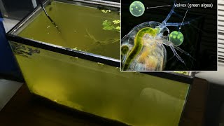 Raising Daphnia for the Freshwater Aquarium [upl. by Gavrah]