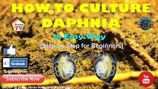 HOW TO CULTURE DAPHNIA In Easy Way [upl. by Nalro]